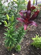 Image result for Lilium Nightrider