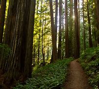 Image result for Redwood Forest Photography