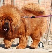 Image result for Mongolian Dog Breeds