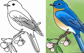 Image result for Bat Bird Drawing