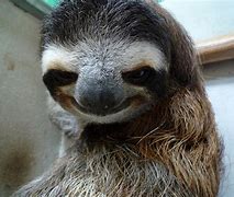 Image result for Smiling Sloth Meme