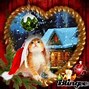 Image result for Christmas Cat Wallpaper iPhone