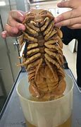 Image result for Isopod as Food