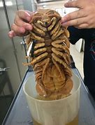 Image result for Giant Isopod Eating Doritos