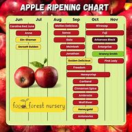 Image result for Ripness of an Apple Graph