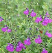 Image result for Salvia microphylla Christine Yeo