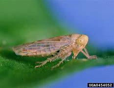 Image result for "beet-leafhopper"