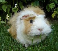 Image result for Phone Wallpaper Cute Pig