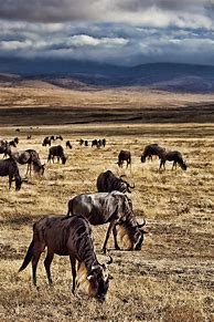 Image result for Kilimanjaro National Park, Tanzania