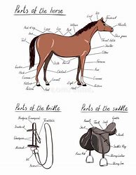 Image result for Horse Bridle Parts Diagram