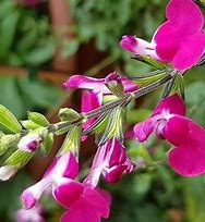 Image result for Salvia Cherry Lips