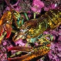 Image result for Black Lobster Claw