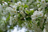 Image result for Spring Snow Crab Tree