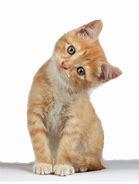 Image result for Cat ClipArt