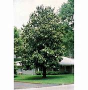 Image result for Sweetbay Magnolia Tree