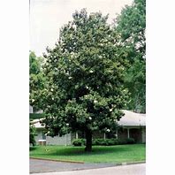 Image result for Sweetbay Magnolia