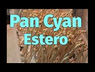 Image result for Pan Cyan Estero