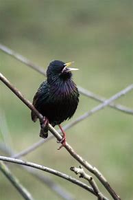 Image result for What Kind of Bird Make Loud Chirping