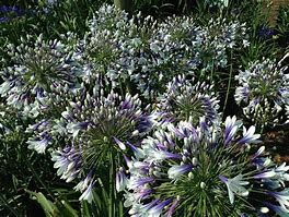 Image result for Agapanthus Fireworks