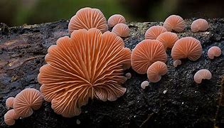 Image result for Fungus Mushroom That Looks Like