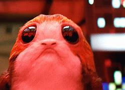 Image result for Cutest Star Wars Animal Meme