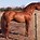 Image result for Barb Horse