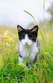 Image result for Escape Sequence Python