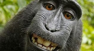 Image result for White House's De Singe