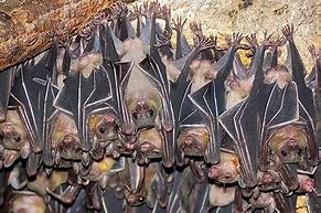 Image result for Different Types of Bats