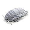Image result for Giant Isopod Plush Toy