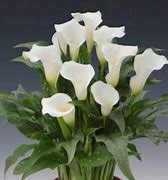 Image result for Zantedeschia Snow Storm