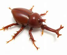 Image result for Unicorn Beetle Top