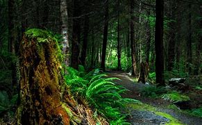 Image result for HD 4K Forest Wallpaper for PC