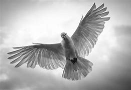 Image result for Black and White Bird One for Sorrow