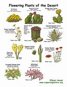 Image result for Desert Cactus Plants and Names