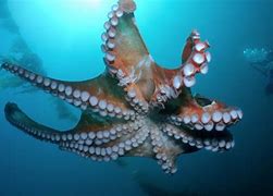 Image result for Biggest Octopus Ever Recorded