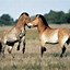 Image result for Domestic Animals Horse
