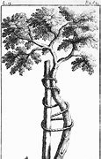 Image result for Orthopaedic Tree