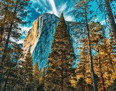 Image result for American Natural Pic