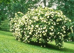Image result for Hydrangea arborescens Grandiflora