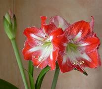 Image result for Amaryllis High Guardian Spice