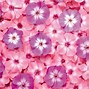 Image result for Free Pink Purple Wallpaper