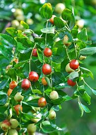 Image result for Fast Growing Fruit Trees