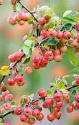 Image result for Small Crab Apple Tree