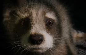 Image result for Guardian of Galaxy Otter