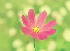 Image result for Simple Flower Pictures