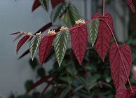 Image result for cissus_discolor
