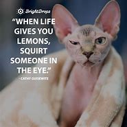 Image result for Short Funny Quotes and Sayings