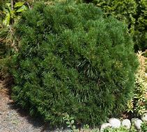 Image result for Pinus mugo Varella