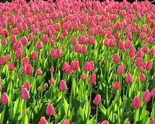 Image result for Field of Pink Tulips